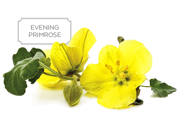 evening-primrose-a.jpg
