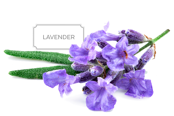 lavender-a.jpg