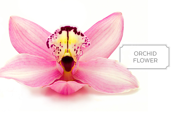 orchid-a.jpg