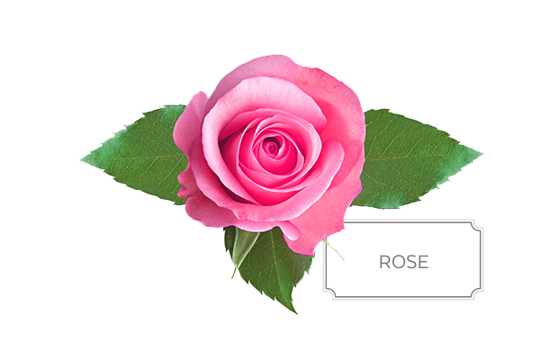 rose-a.jpg