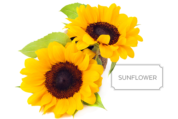 sunflower-a.jpg